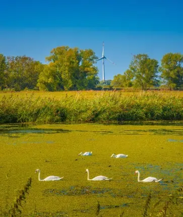 Swans swimming in a pond near a windmill.