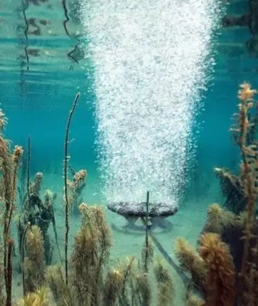 A fish swims in the water near a plant.